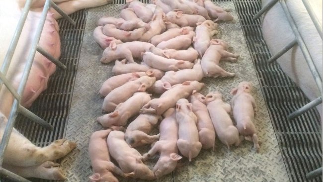不同窝之间大小相近的仔猪