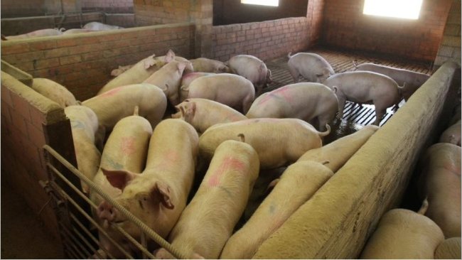 图1:猪栏的物理位置会对猪的生产性能产生影响。