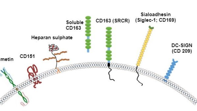 图2:通常要考虑的PRRSV受体图。资料来源:Zhang,Q.,Yoo,D.(2015)