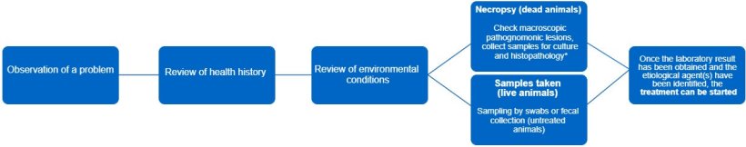 Figure 1. This decision tree lays out the steps to follow for an accurate diagnosis and correct&nbsp;treatment. *The type of lesion can give us information about what the infectious agent is.
