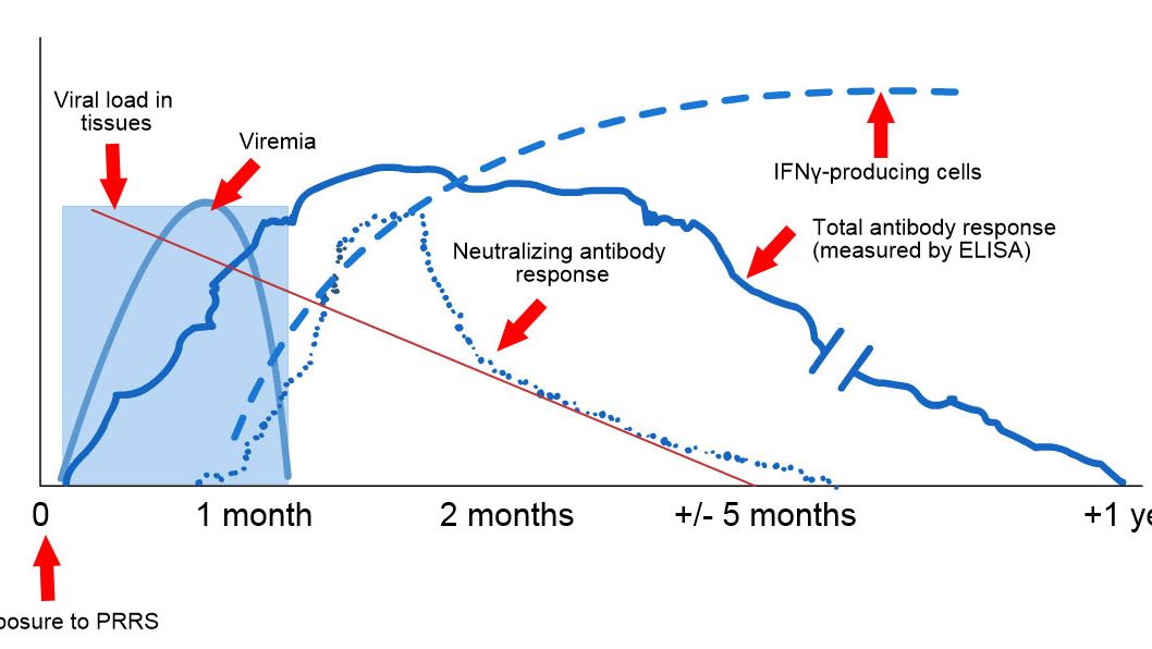 暴露于PRRS后的病毒和抗体检测示意图：下图显示了测定中使用的不同分析物的浓度（Y轴）随时间（X轴）的变化。暴露于PRRS病毒后，会在猪的血液中发现病毒（病毒血症），这种病毒通常持续2至4周，具体时间取决于猪的年龄和免疫状况。血清转化（抗体检测）通常发生在暴露后7至10天之间，持续数月后才变为血清阴性。中和抗体在暴露后4至6周出现（L&oacute;pez和Osorio，2004）。