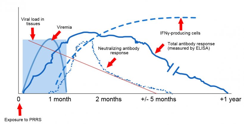 暴露于PRRS后的病毒和抗体检测示意图：下图显示了测定中使用的不同分析物的浓度（Y轴）随时间（X轴）的变化。暴露于PRRS病毒后，会在猪的血液中发现病毒（病毒血症），这种病毒通常持续2至4周，具体时间取决于猪的年龄和免疫状况。血清转化（抗体检测）通常发生在暴露后7至10天之间，持续数月后才变为血清阴性。中和抗体在暴露后4至6周出现（López和Osorio，2004）。