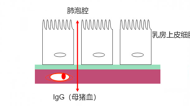 图2：初乳期乳腺紧密连接示意图。
