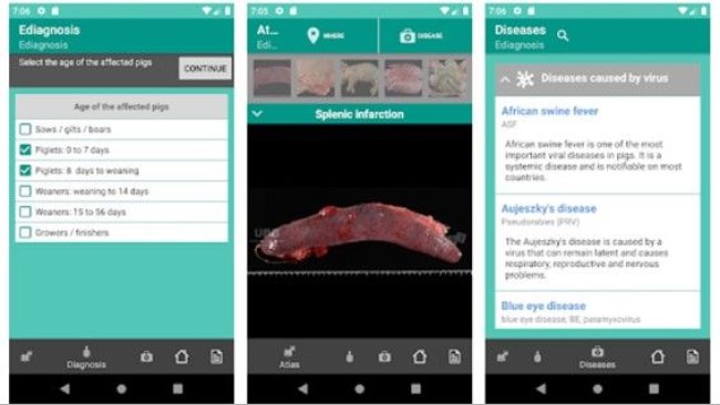 The "E-diagnostics" application is a tool that serves as a support guide for the diagnosis of swine diseases.