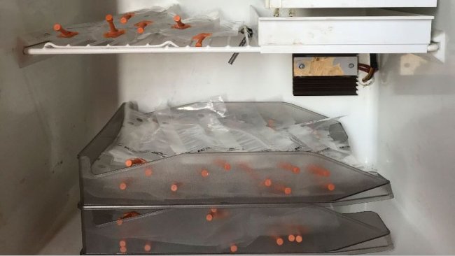 图1:将精液剂量放置在托盘中,将托盘一层层地排列在一起,以避免精子的不适当沉积,并有利于周期性运动以使其均质化。