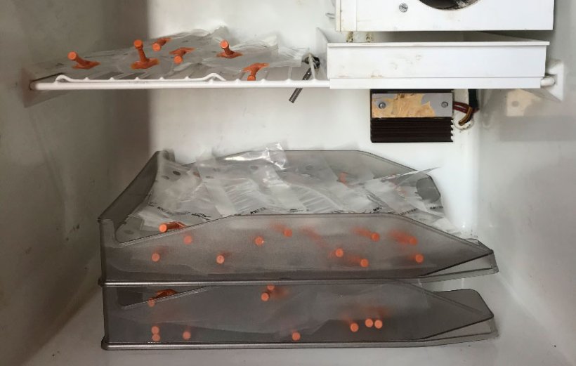 图1:将精液剂量放置在托盘中,将托盘一层层地排列在一起,以避免精子的不适当沉积,并有利于周期性运动以使其均质化。