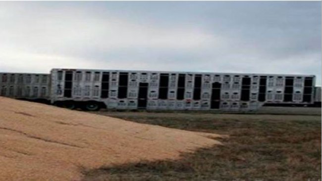 图片2:受污染的运输工具和外部玉米储藏室非常靠近。由Doug McDougald博士提供。