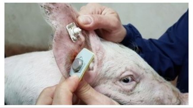 图4:用于连续温度记录的传感器(Requejo 等人,2018 年)。