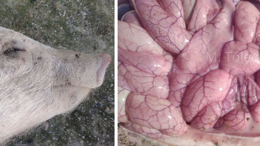 照片3和4：感染大肠杆菌病的仔猪外观和肠道。