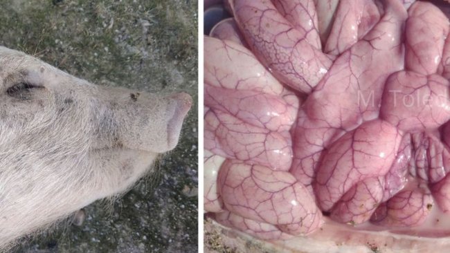 照片3和4:感染大肠杆菌病的仔猪外观和肠道。