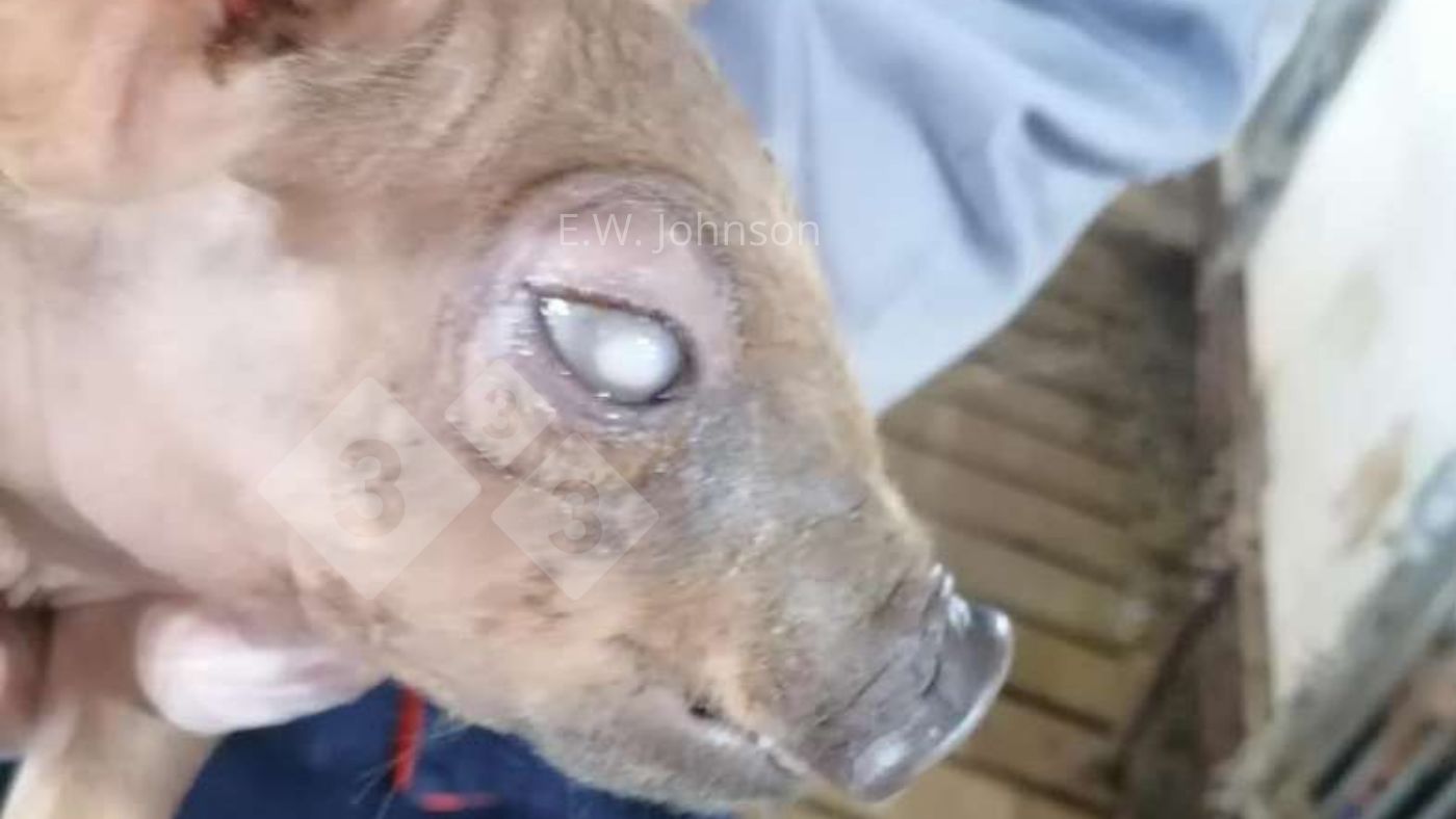 Figure 1. Pig with corneal opacity.
