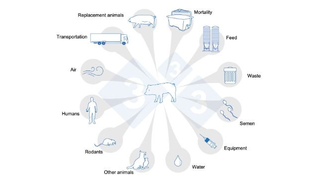 Figure 1. Routes of PRRS transmission. Adapted from USSEC, 2021 and Broes & Boutin, 2002.