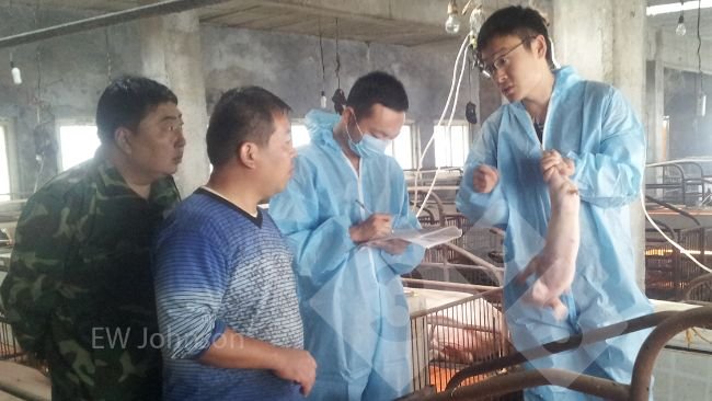 Figure 1. The farm visit. James Herriot said to the farm veterinarian, "You must attend!" 