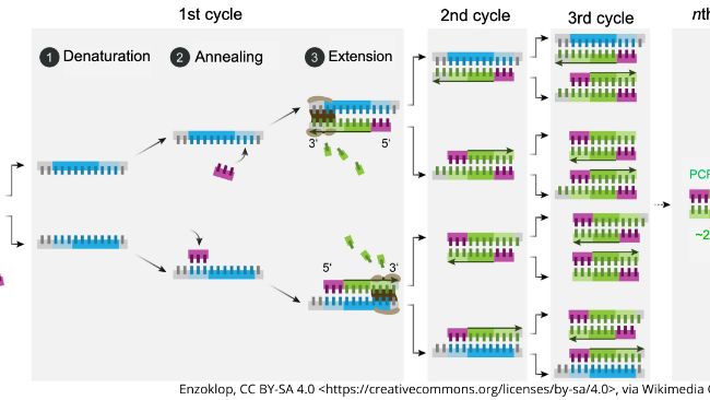 Schematic mechanism of PCR.
