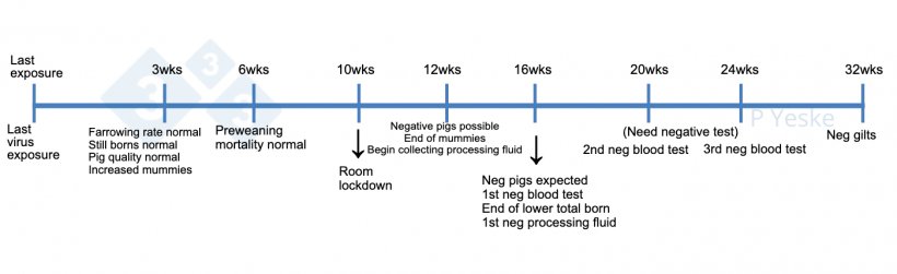 图1：猪群病毒暴露后稳定的时间表。这概述了在病毒消除过程中需要监控的一些里程碑，以及应该达到的期望。我们意识到每个猪群都存在可能改变这一时间线的独特情况，但这是猪群开始这一过程的参考。
