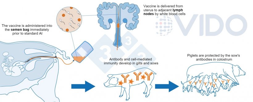 图 1. 宫内疫苗的建议机制：宫内疫苗在标准或宫颈后人工授精期间被输送到子宫，以在后备母猪/母猪中产生抗体介导的细胞免疫反应。 产生初乳抗体，并将它们输送给正在哺乳的新生仔猪。

