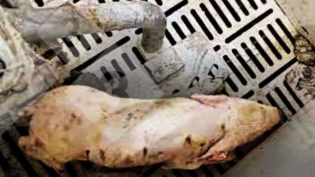 图 1:仔猪发烧>40度、动作不协调、发抖、抑郁和腹泻。