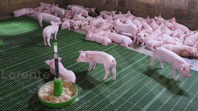 图片 3. 上面：正常休息的仔猪。下面：保温灯不充足的条件下仔猪的休息状态。
