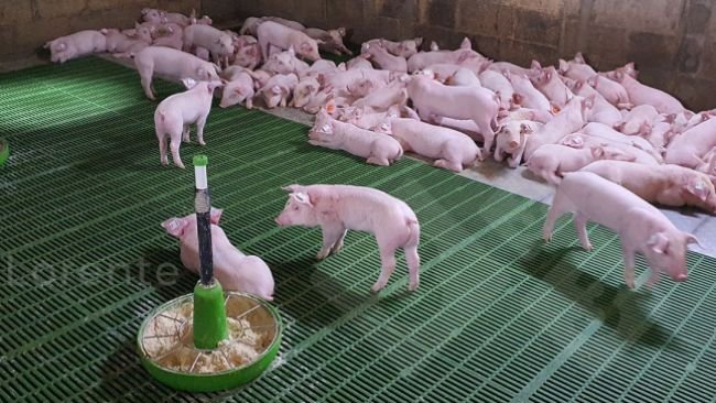 图片 3. 上面:正常休息的仔猪。下面:保温灯不充足的条件下仔猪的休息状态。