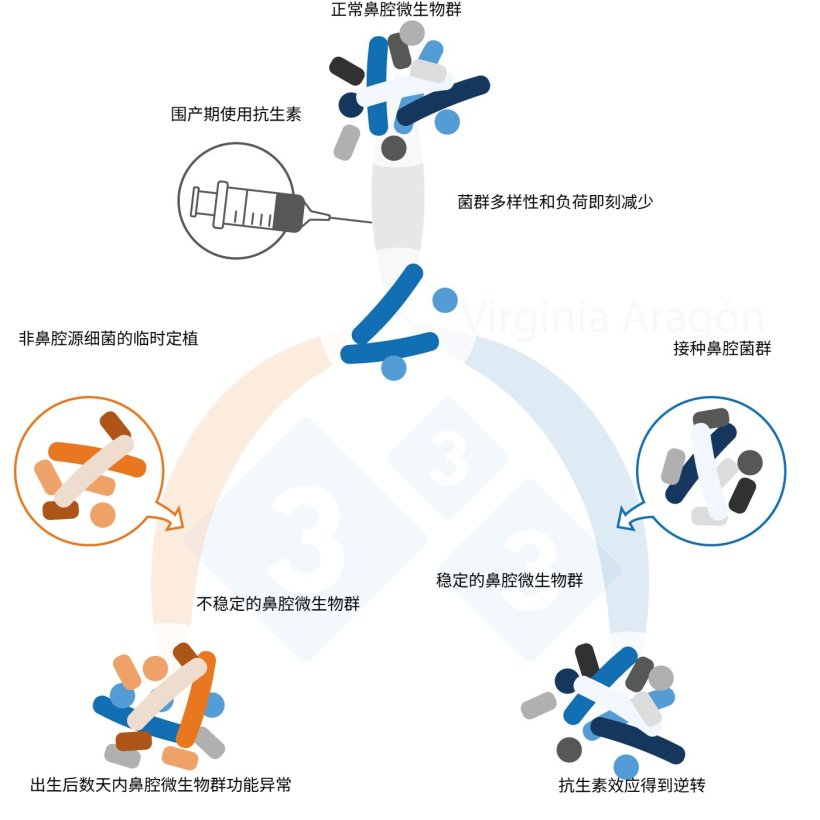 图 1. 围产期抗生素使用减少了鼻腔微生物群载量，降低了微生物群多样性和构成。当使用抗生素处理了母猪，其产下的仔猪会经受更长时间的微生物群异常。鼻腔菌群接种可逆转这一效应。&nbsp;
