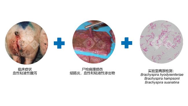 图 2. 可以确诊特定猪场猪痢疾的三种不同类型的证据。
