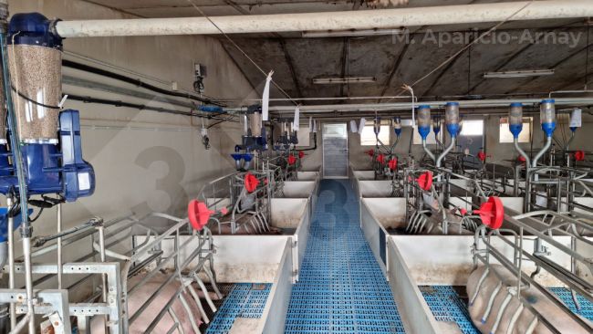 图片2. 母猪哺乳期间的精准饲喂。
