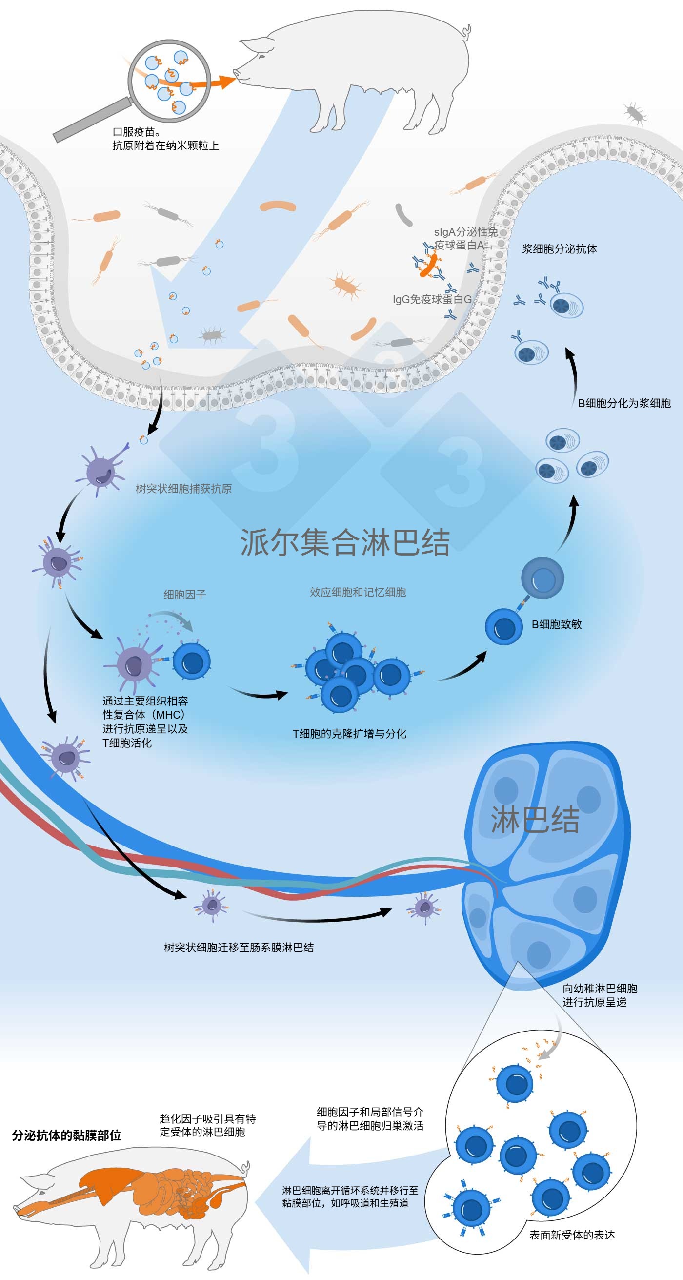 口服疫苗激活共同黏膜免疫系统的示意图
