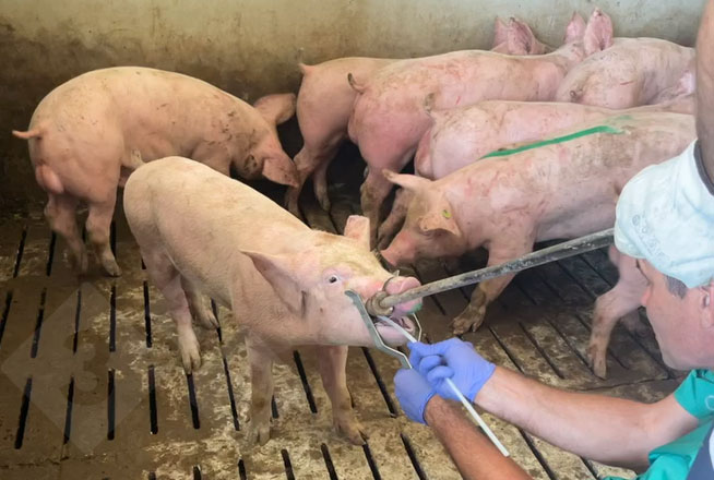 扁桃体擦拭物样本的采集。
