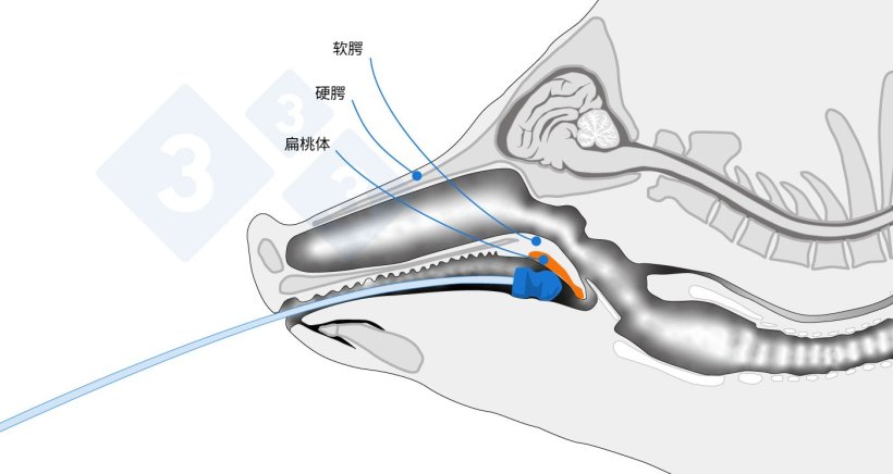 标注采样区域的解剖图。
