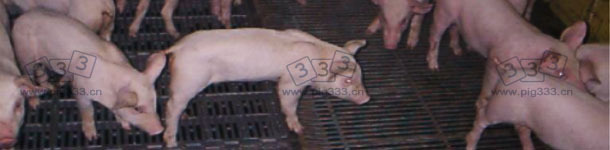 Anorexic piglets