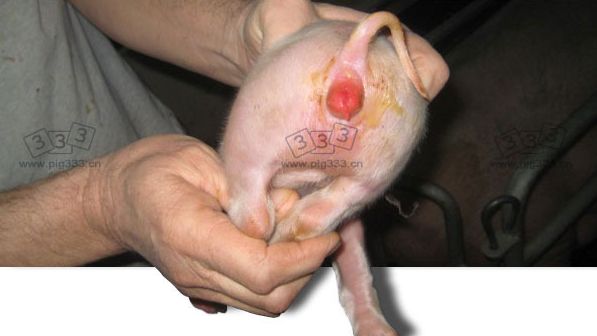 Typical vulvar reddening caused by zearalenone during lactation and very obvious diarrhoea caused by coliforms