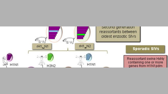 Swine Influenza Viruses detected in European pigs in 2014