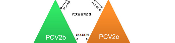 主要的PCV2基因类型以及他们基于衣壳基因的关系