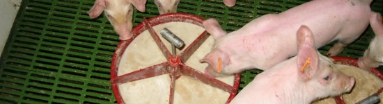 浆状饲料的准备