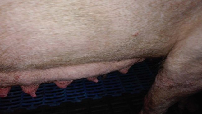 Photo 2: Mammary gland involution in the first stages of lactation. 