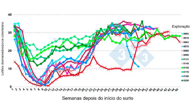 Figura 2. Altera&ccedil;&otilde;es nos leit&otilde;es desmamados/ porcas cobertas/ano ao longo do tempo ap&oacute;s o surto de PRRSv (variante 1-4-4 L1C em 12 explora&ccedil;&otilde;es diferentes, mostrando que a queda de produtividade leva at&eacute; 30 semanas a recuperar).
