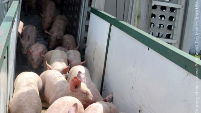 A via de transmiss&atilde;o mais comum do PRRS &eacute; atrav&eacute;s da comercializa&ccedil;&atilde;o de su&iacute;nos infectados e pela dissemina&ccedil;&atilde;o local.
