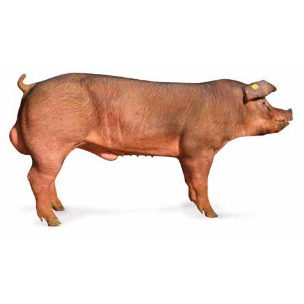 CHOICE GENETICS DUROC P26