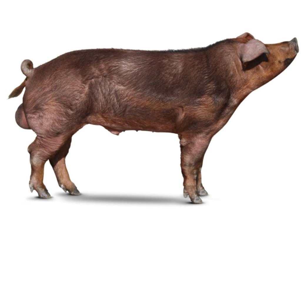 Duroc Italiana